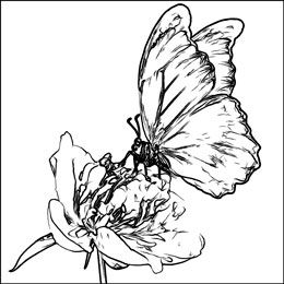 Plume et encre