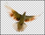 Immagine con un uccello