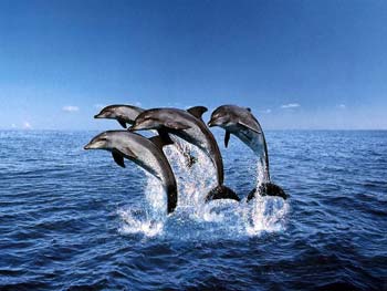 Un gruppo di delfini