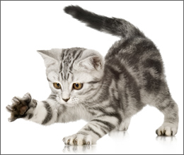 Originalfoto einer Katze