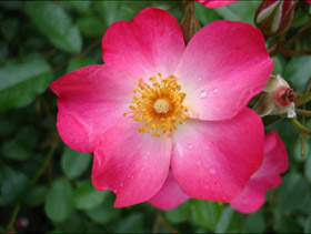 Flor