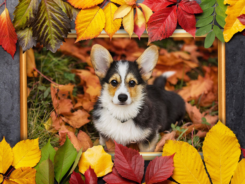 Goldener Herbst