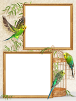Marcos: Paquete de pájaros