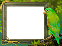 Marcos: Paquete de pájaros