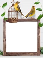 Marcos: Paquete de pájaros