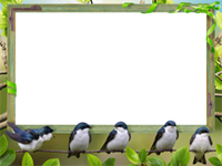 Marcos: Paquete de pájaros