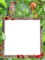 Marcos: Paquete de pájaros