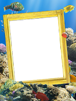 Frames: Sea Pack